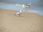 Seagulls in the surf